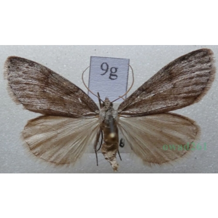 Pachycnemia hippocastanaria (Hübner, 1799) Płazik wrzosowiak Czech9g